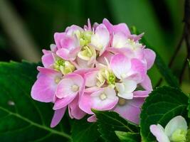 vicino fiore di ortensia foto