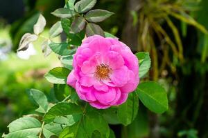 rosa di damasco rosa fiore. foto