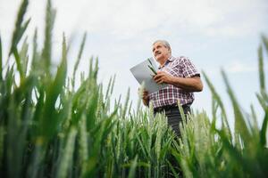 ritratto di anziano contadino agronomo nel Grano campo guardare nel il distanza. riuscito biologico cibo produzione e coltivazione. foto