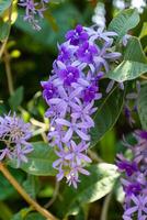 vicino su di viola fiore sfondo. foto