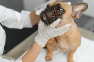 medicinale, animale domestico cura e persone concetto - vicino su di francese bulldog cane e veterinario medico mano a veterinario clinica. foto