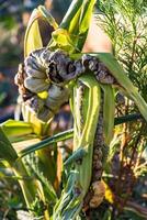 malato Mais chiamato Mais oscenità, patogenicità fungo, ustilago maydis, nel Messico esso è chiamato huitlacoche o messicano tartufo foto