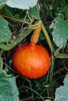 rosso kuri schiacciare o cipolla schiacciare nel un ecologico giardino, cucurbita maxima foto