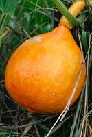 rosso kuri schiacciare o cipolla schiacciare nel un ecologico giardino, cucurbita maxima foto