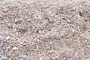 vicino su di sabbia e conchiglie su il spiaggia. natura sfondo. foto