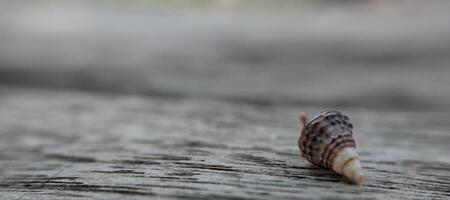 conchiglia su un' di legno sfondo. avvicinamento. selettivo messa a fuoco. foto