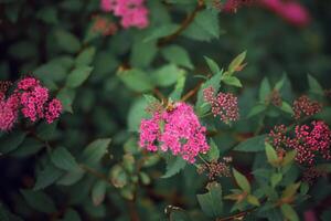 un' fioritura varietà di giapponese spiraea spiraea japonica neon veloce nel il estate giardino foto