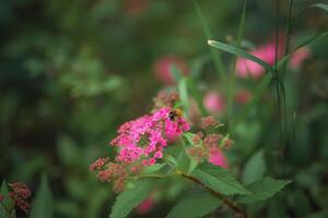 un' fioritura varietà di giapponese spiraea spiraea japonica neon veloce nel il estate giardino foto