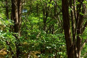 estate scena, natura nel il estate giorno foto