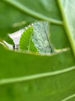 un' piuma in mezzo verde le foglie foto