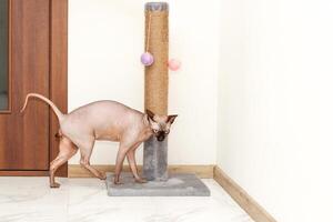 sphynx gatto graffiare e affilatura artigli su un' speciale tavola foto