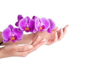 isolato femmina mani con un' bellissimo manicure e viola orchidea su un' bianca sfondo. corpo e Salute cura concetto. striscione. copia spazio. avvicinamento. foto