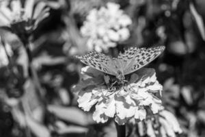 bellissimo fiore farfalla monarca su sfondo prato foto