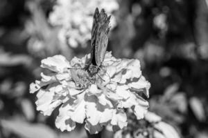 bellissimo fiore farfalla monarca su sfondo prato foto