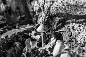 fotografia per tema grande bellissimo velenoso fungo nel foresta su le foglie sfondo foto