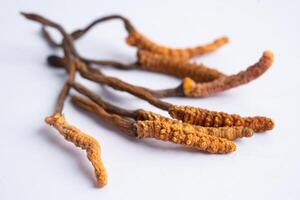 cordyceps o ofiocordyceps sinensis fungo erba è fungo per Usato come medicina su bianca sfondo. foto