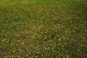 il caduta giallo fiori erano sparpagliato in giro il prato foto