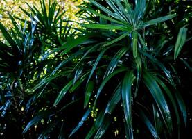 le foglie tropicali di freschezza affiorano in tono scuro come sfondo della foresta diffusa foto