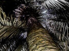 il palma albero e Marrone strisce di secco le foglie siamo molto ingombra, nel pallido colori foto