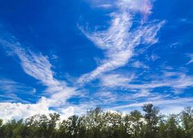 bianca soffice nuvole nel blu cielo con leggero a partire dal il sole al di sopra di il pino alberi foto