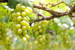 avvicinamento foto di verde uva. biologico vigneto agricoltura concetto. d'oro giallo verde uva, dolce gusto, fragrante, croccante, fresco a partire dal il albero.