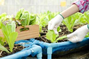 asiatico femmina agricoltori crescere biologico lattuga nel serre. dai un'occhiata il qualità di produrre per saldi. il concetto di biologico agricoltura pulito e sicuro. salutare cibo foto