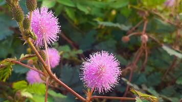 vicino su di timido Principessa fiori in crescita nel il giardino foto