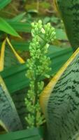 sansevieria trifasciata o conosciuto come serpente pianta foto