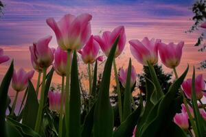 rosa tulipani contro un' viola cielo foto