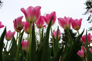 rosa tulipani contro un' chiaro cielo foto