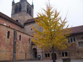 un' albero con giallo le foglie foto