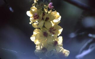 un' giallo fiore sospeso a partire dal un' albero ramo foto