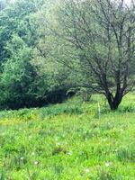 natura nel primavera, primavera scenario foto