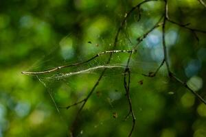 estate scena, natura nel il estate giorno foto