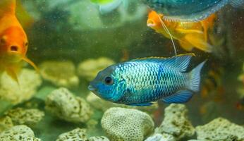 acquario con pesce, colorato tropicale Pesci nel acquario, esotico Pesci nel acquario foto