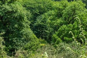 verde natura scena nel estate giorno foto