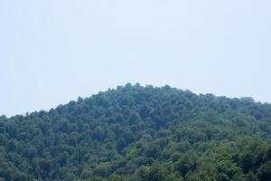 verde natura scena nel estate giorno foto