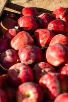 mucchio di rosso mele nel il giardino foto