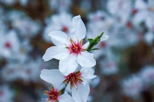 ciliegia fiorire nel molla, bianca fiori su il primavera albero foto