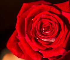 rosso rosa nel il giardino, rosso rosa nel mano foto