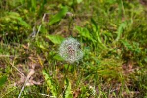 verde natura nel molla, primavera scenario foto