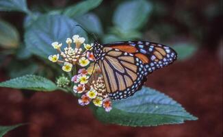 un' monarca farfalla su un' lantana fiore foto