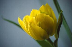 giallo tulipano, di Jean-Luc leclerc foto