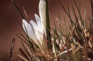un' singolo bianca fiore è in crescita nel il erba foto
