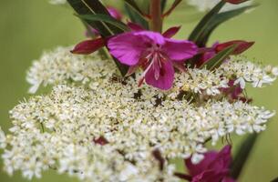 un' vicino su di un' fiore con bianca e rosa fiori foto