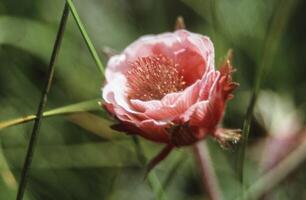 un' rosa fiore è in crescita nel il erba foto