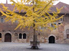 un' albero con giallo le foglie foto