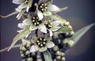 un' vicino su di un' pianta con fiori foto