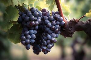 ai generato vecchio vite con rosso vino uva. creato con generativo ai foto
