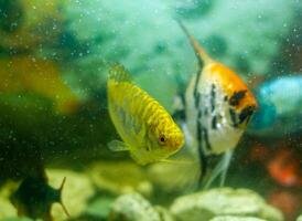 acquario con pesce, colorato tropicale Pesci nel acquario, esotico Pesci nel acquario foto